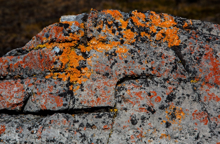 Rock & Lichen 12-5103.jpg